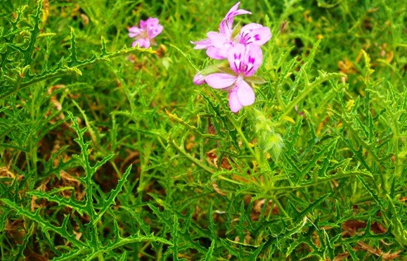 Pelargonium glutinosum