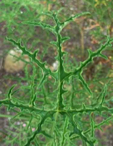 Pelargonium denticulatum leaf fit for Halloween
