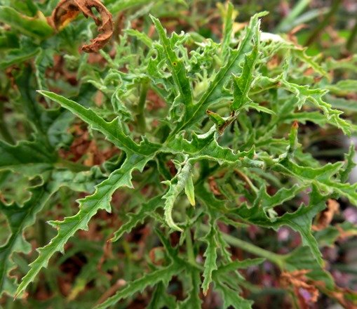 Pelargonium denticulatum leaves