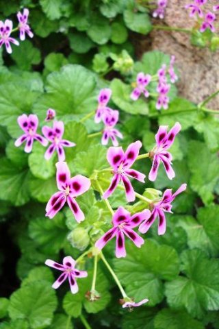 Pelargonium echinatum flowering pink