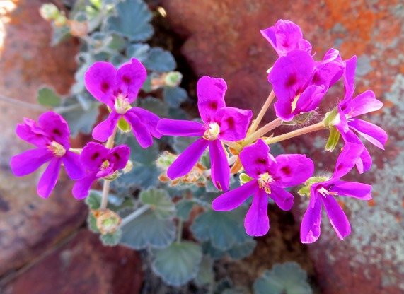 Pelargonium echinatum dark coloured flowers