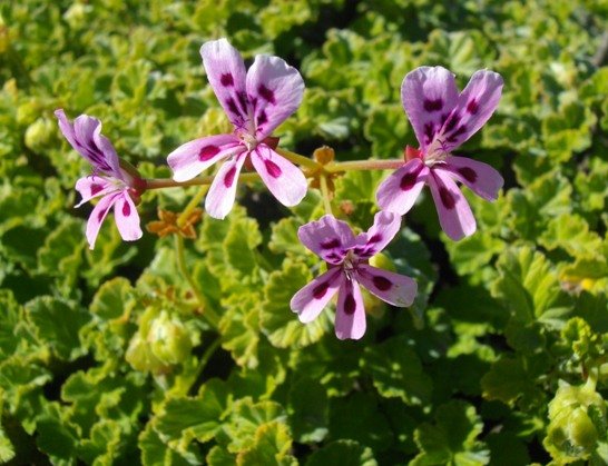 Pelargonium echinatum