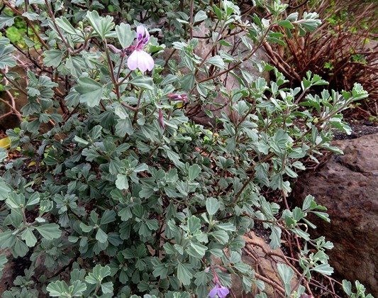Pelargonium exstipulatum
