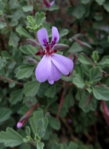 Pelargonium exstipulatum flower