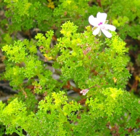 Pelargonium fruticosum