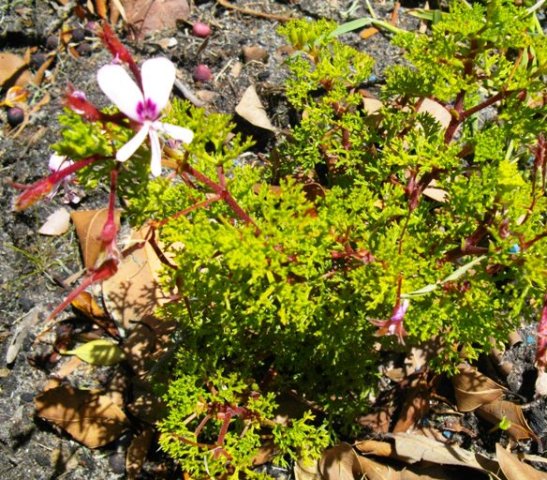 Pelargonium fruticosum managing one flower
