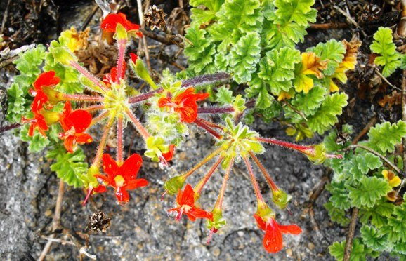 Pelargonium fulgidum