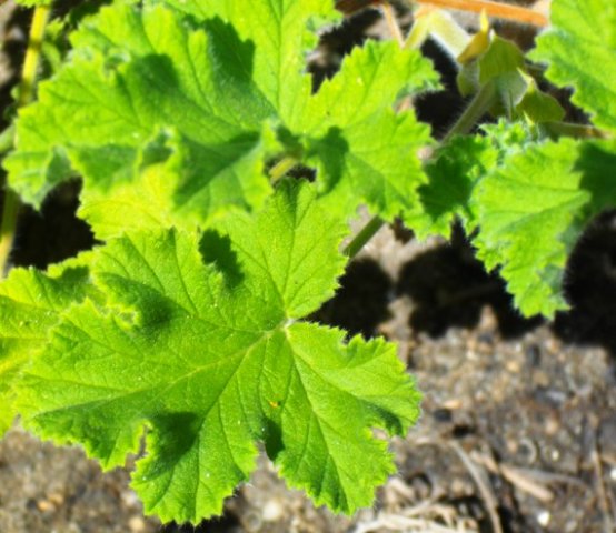 Pelargonium panduriforme fiddle-leaved or oak-leaved