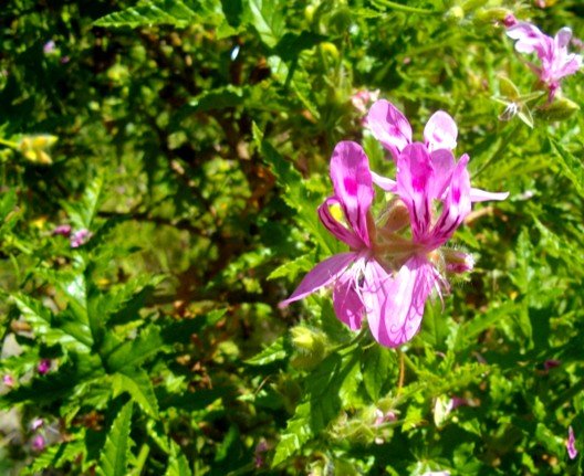 Pelargonium glutinosum flowers and leaves