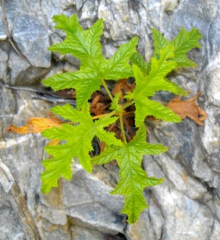 Pelargonium glutinosum making it on a river rock