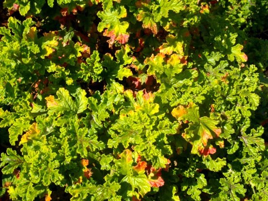 Pelargonium graveolens