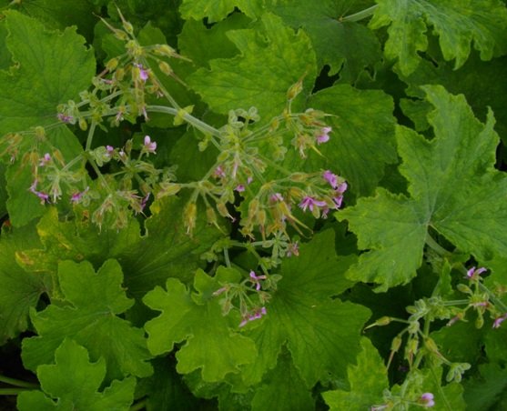 Pelargonium hispidum