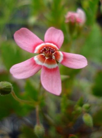 Pelargonium incarnatum flower