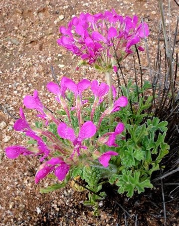 Pelargonium incrassatum