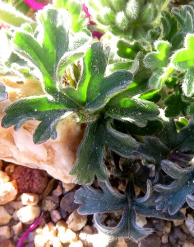 Pelargonium incrassatum leaves