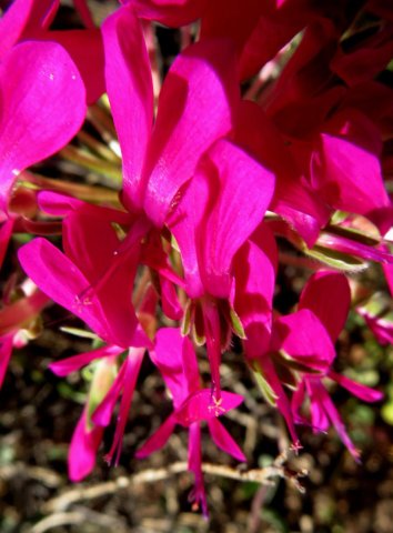 Pelargonium incrassatum flowers
