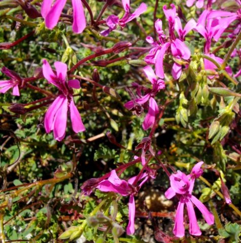 Pelargonium ionidiflorum dark flowers