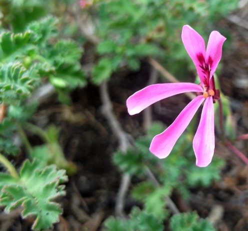 Pelargonium ionidiflorum flower