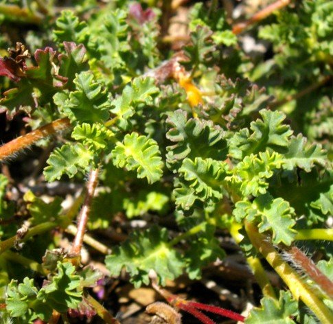 Pelargonium ionidiflorum lobed leaves