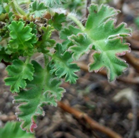 Pelargonium ionidiflorum leaves