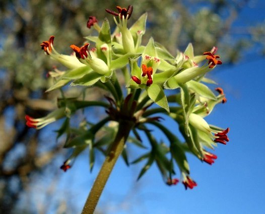 Pelargonium leipoldtii pedicels and bracts