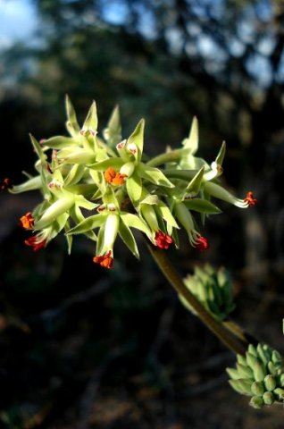 Pelargonium leipoldtii flowers and buds