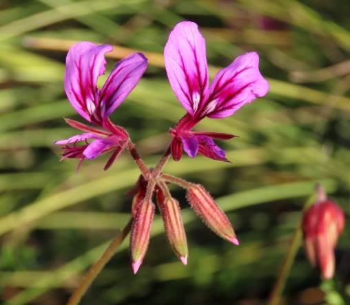 Pelargonium multicaule subsp. multicaule buds and flowers