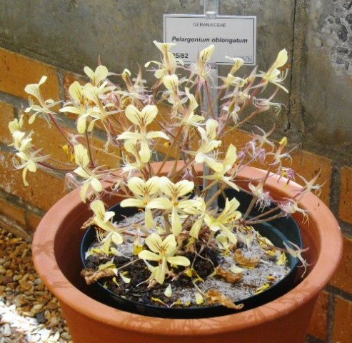 Pelargonium oblongatum