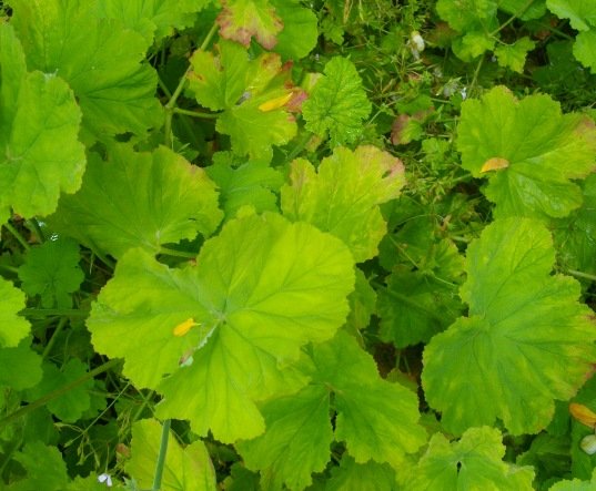 Pelargonium odoratissimum