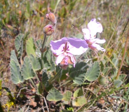 Pelargonium ovale subsp. ovale flowers