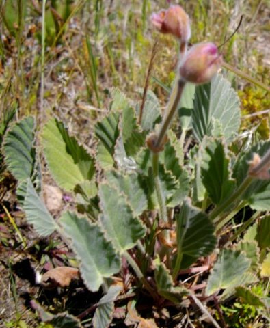 Pelargonium ovale subsp. ovale leaves