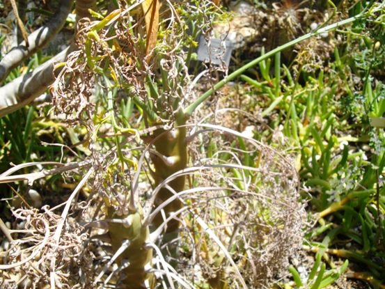 Pelargonium paniculatum