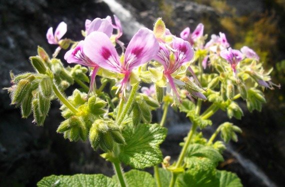 Pelargonium papilionaceum dominant upper petals