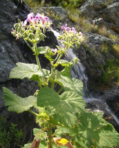 Pelargonium papilionaceum