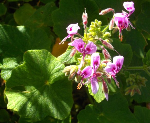 Pelargonium papilionaceum sunny living