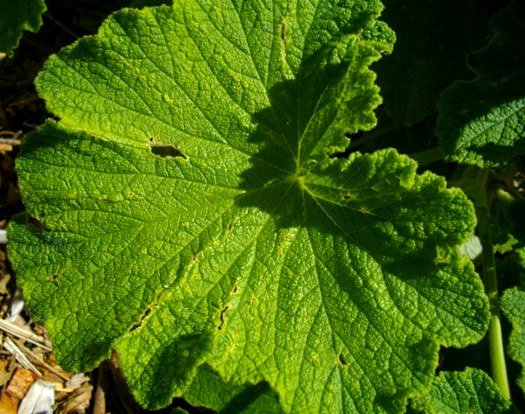 Pelargonium papilionaceum leaf