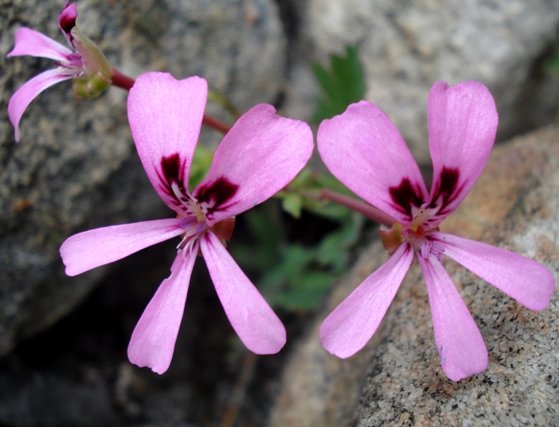 Pelargonium patulum upper petals darkly marked