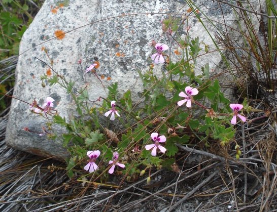 Pelargonium patulum