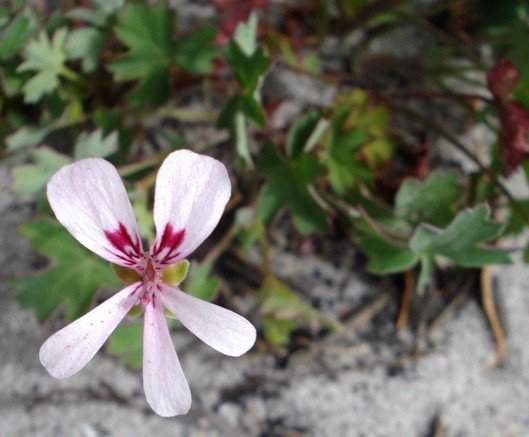 Pelargonium patulum whitish flower in October