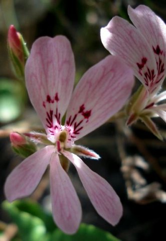Pelargonium pinnatum flowers