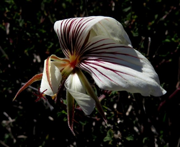 Pelargonium praemorsum subsp. praemorsum windblown flower
