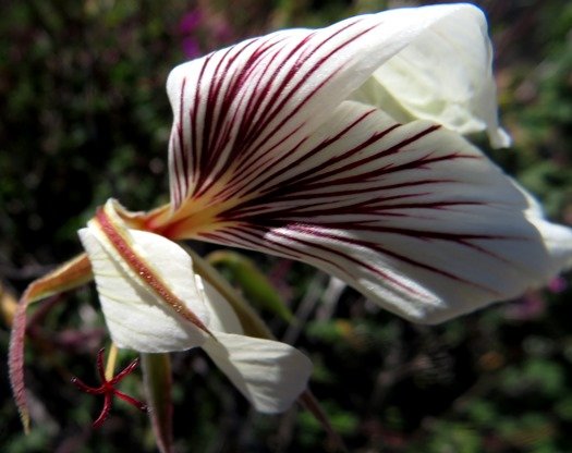 Pelargonium praemorsum subsp. praemorsum flower