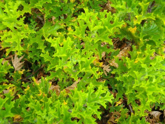 Pelargonium pseudoglutinosum