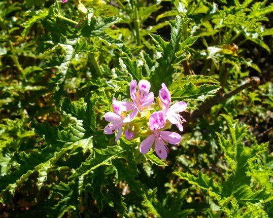 Pelargonium glutinosum shiny leaves