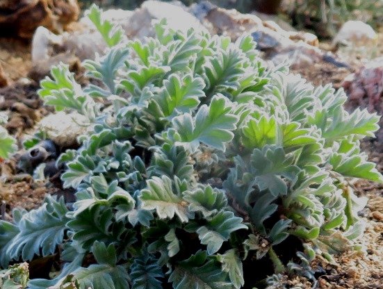 Pelargonium pulchellum