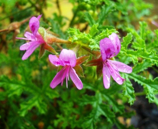 Pelargonium quercifolium