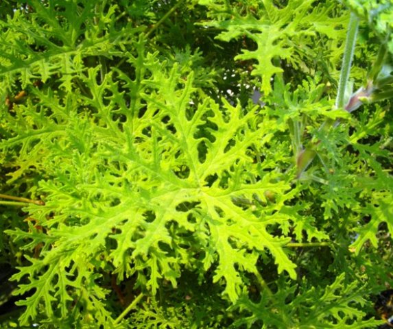 Pelargonium radens leaves