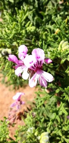 Pelargonium radens flowers