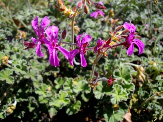 Pelargonium reniforme flowers