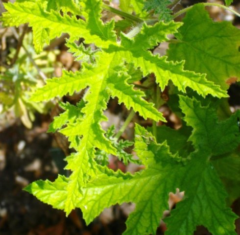 Pelargonium pseudoglutinosum leaves